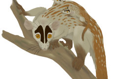 Metatherian Mammal, Paleo Reconstruction, Digital