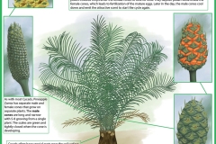 Pineapple Cycad Poster, Digital