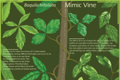 Boquila Poster, Digital