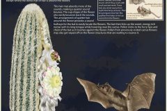 Old Man Cactus and Bat Poster, Digital