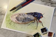 Cicada Watercolor Sketch