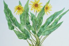 Arrowleaf Balsamroot: Balsamroot Series, Watercolor