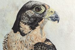 Peregrine Falcon, Watercolor